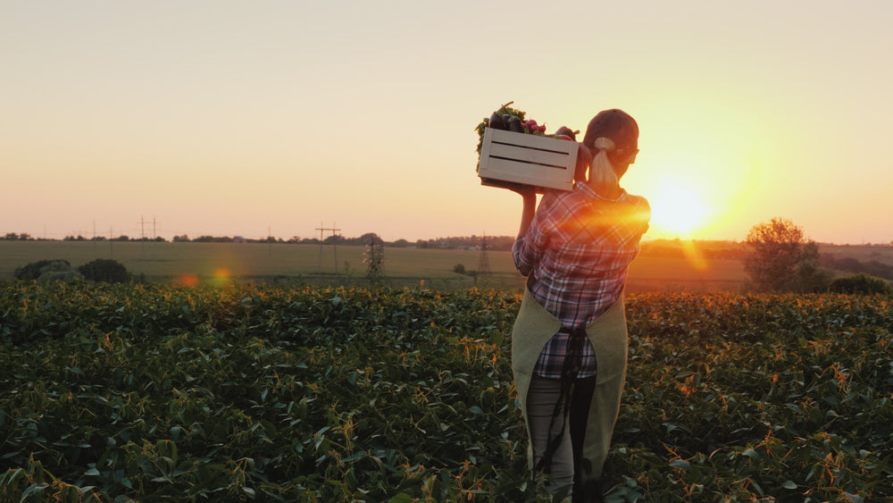 Harvest Season in New Brunswick: Discover the Best Farmers’ Markets This Fall