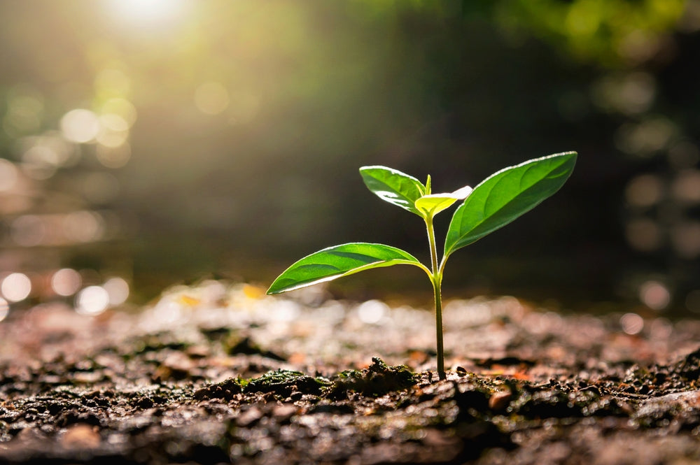 Rooted in New Brunswick: Cultivating a Greener Province, One Garden at a Time