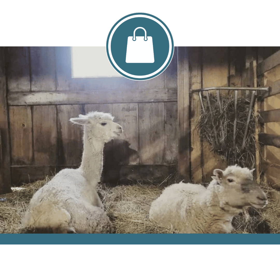 Brigadoon Fiber Farm