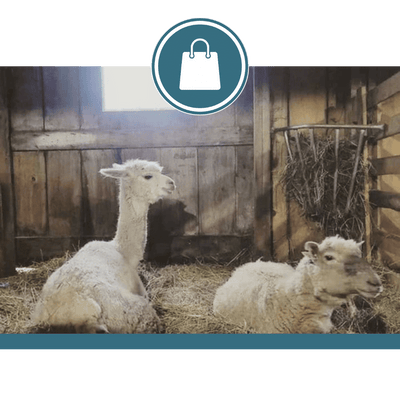 Brigadoon Fiber Farm