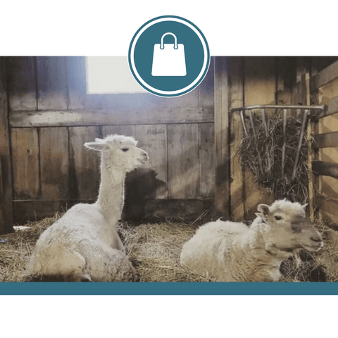 Brigadoon Fiber Farm