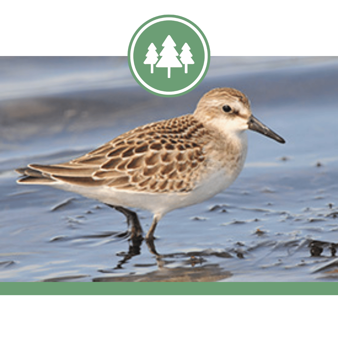 Johnson’s Mills Shorebird Reserve and Interpretive Centre