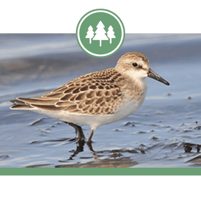 Johnson’s Mills Shorebird Reserve and Interpretive Centre