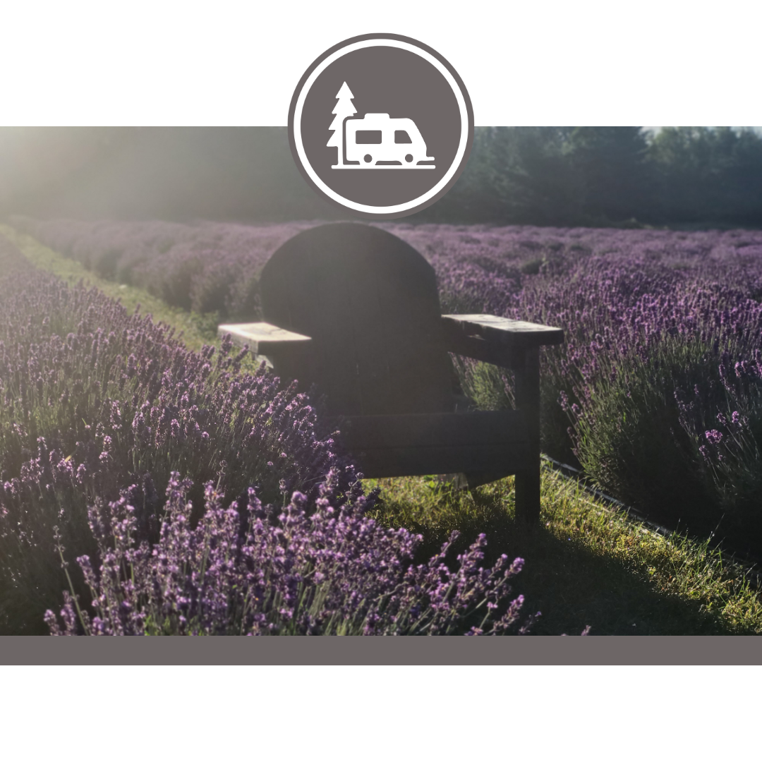 Lavender at Ocean Breeze farm