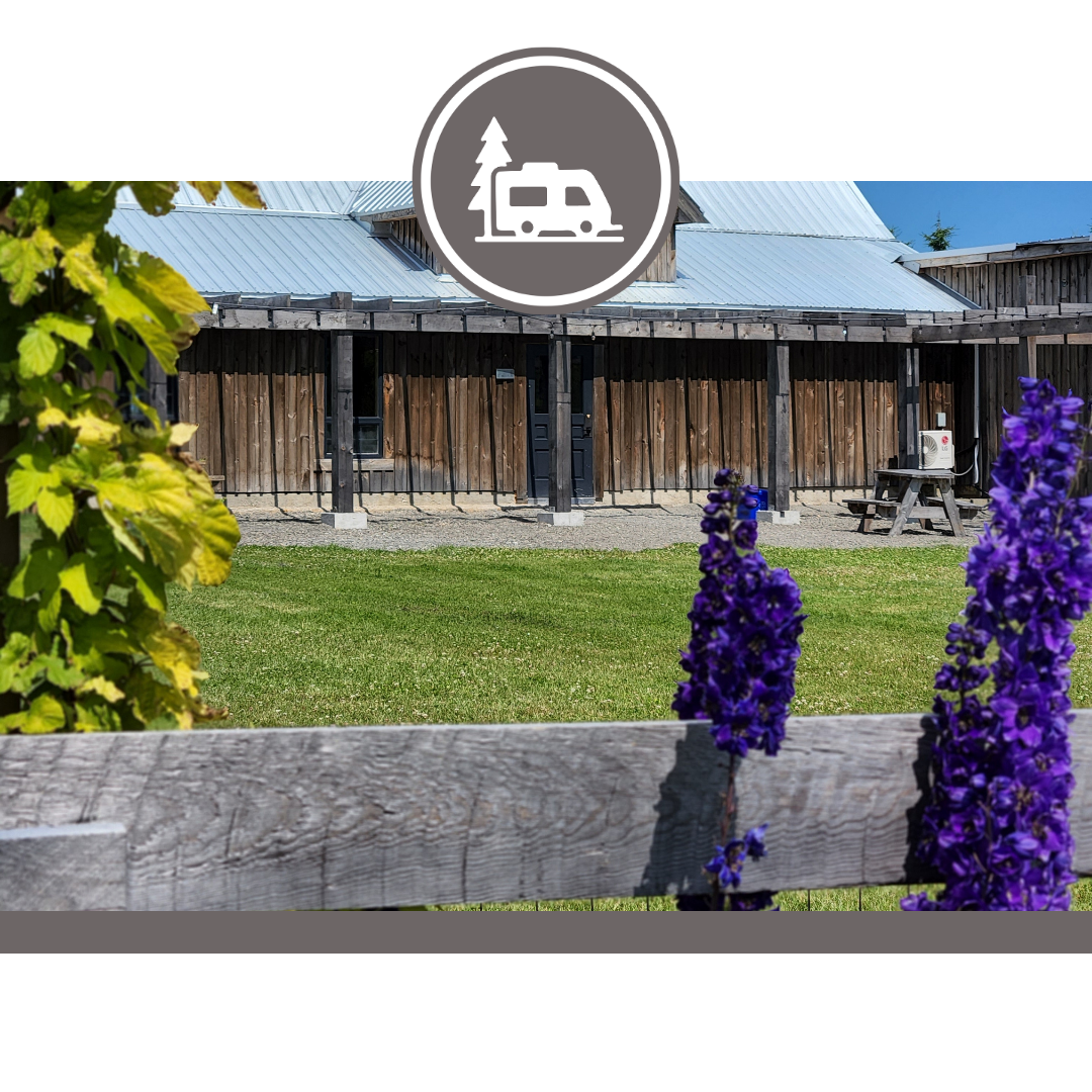 Lavender at Ocean Breeze farm