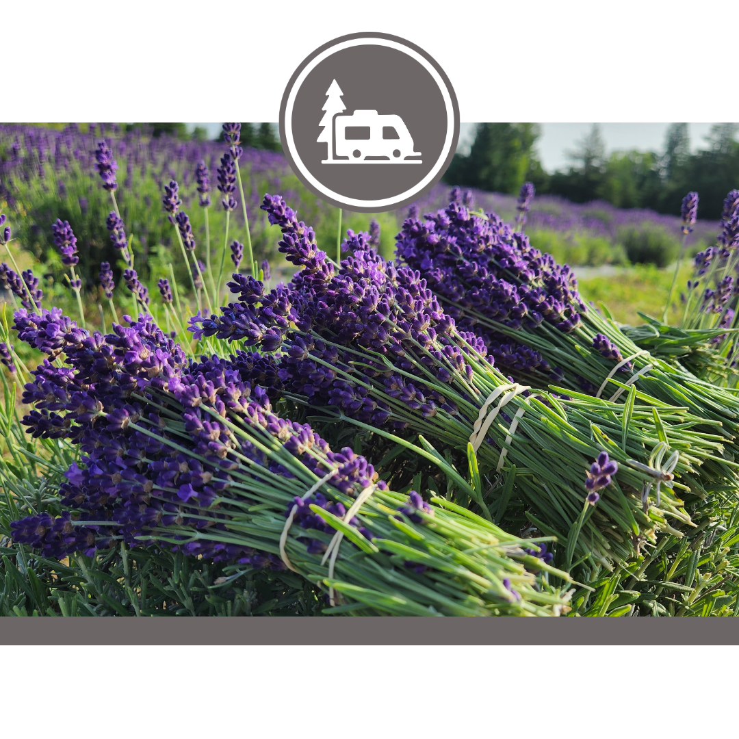 Lavender at Ocean Breeze farm